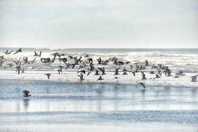 Birds on beach against sky