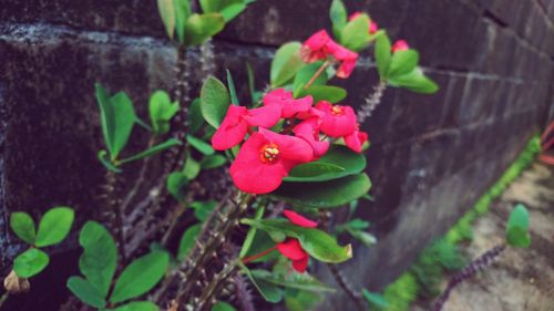 Close-up of potted plant