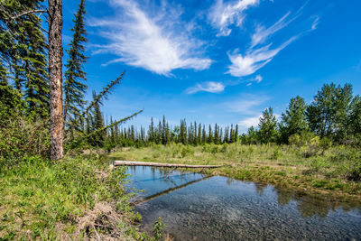 Scenic view of lake in forest against blue sky