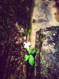 Close-up of moss growing on tree trunk