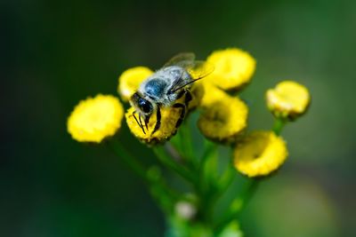 Close-up of insect on yellow flower