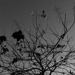 Low angle view of silhouette bird on tree against sky