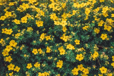 High angle view of yellow flowering plants on field