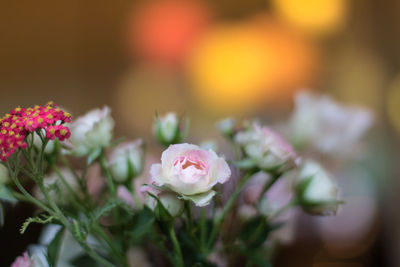 Close-up of pink flower