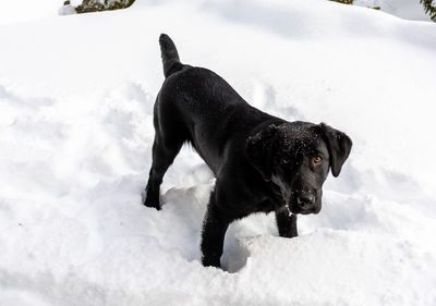 Black dog on snow field