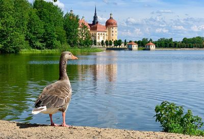 Bird on a lake