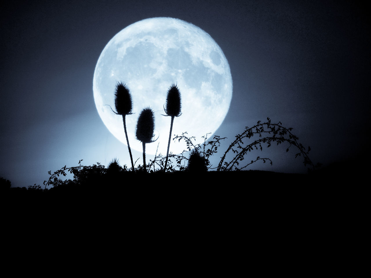 SILHOUETTE OF PLANT AGAINST MOON