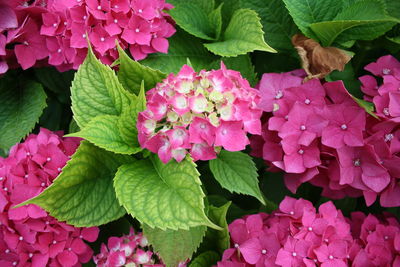 Close-up of pink flowers