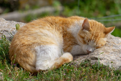 Cat sleeping in grass
