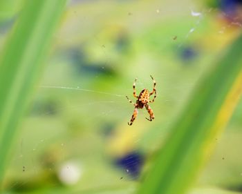 Close-up of spider on web