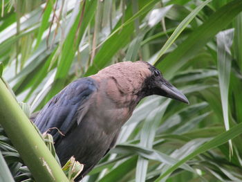 Close-up of bird perching on grass