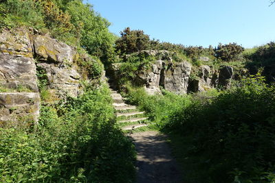 Footpath amidst trees against sky