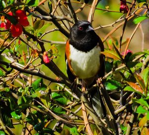 Close-up of bird perching on branch