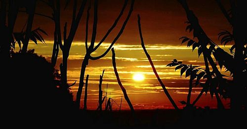 Silhouette of trees at sunset