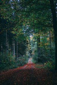 Road amidst trees in forest during autumn