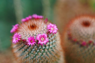 Close-up of pink flower