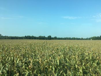 Scenic view of agricultural field against blue sky