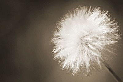 Close-up of dandelion flower