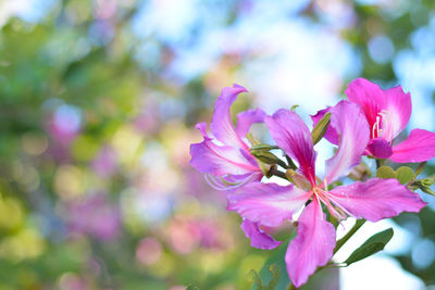 Close-up of pink flowers