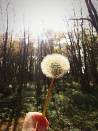 Close-up of hand holding dandelion