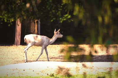 View of a horse on the ground