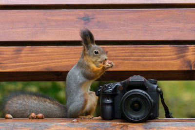 Squirrel on table