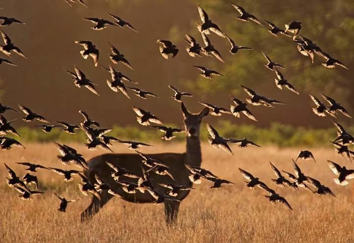 animals in the wild, animal wildlife, bird, large group of animals, flock of birds, flying, nature, animal themes, outdoors, no people, animal, beauty in nature, day, grass, sky