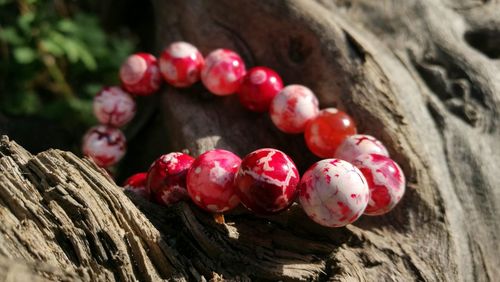 Close-up of fruits on tree trunk