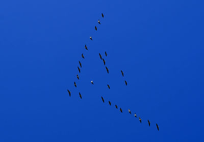 Low angle view of birds flying against clear blue sky