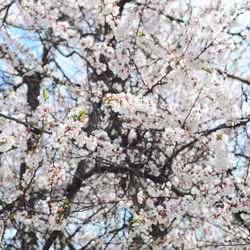 Low angle view of cherry blossom tree