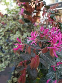 Close-up of pink flowering plants