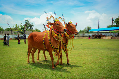 Two cows in indonesia