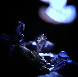 Close-up of water drop against black background