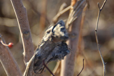 Close-up of twigs