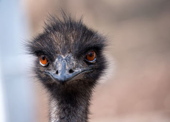 Close-up portrait of a emu