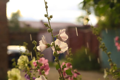 Close-up of flowering plant