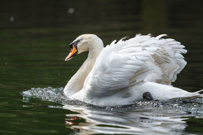 Close-up of mute swan swimming in lake