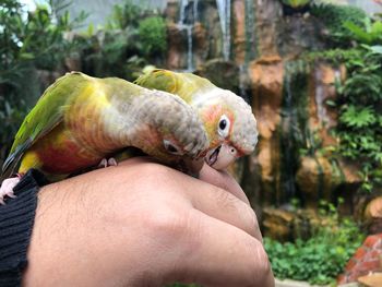 Close-up of hand holding small