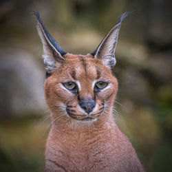 Caracal headshot