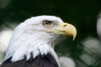 Close-up of eagle