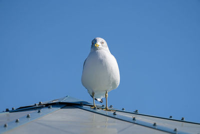 Seagull perched and watching you on a vibrant sunny day of winter