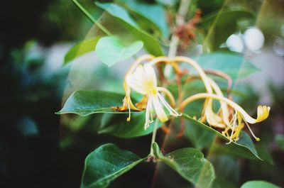 Close-up of insect on plant