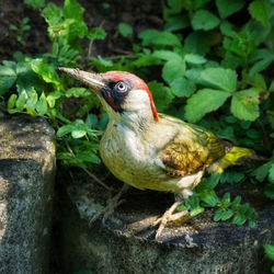 Close-up of a bird perching on plant