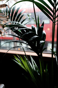 Close-up of potted plant