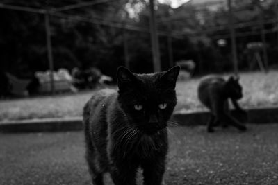 Portrait of black cat standing outdoors