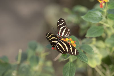 Butterfly on leaf