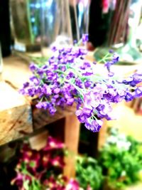 Close-up of purple flowers