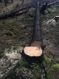 Moss growing on tree trunk in forest