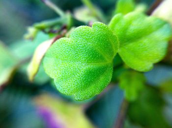 Close-up of leaves