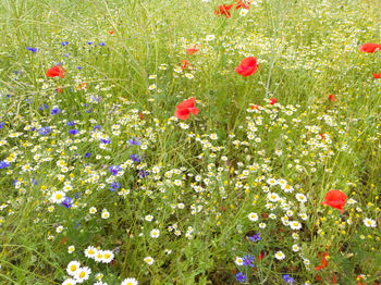 Close-up of red poppy flowers on field